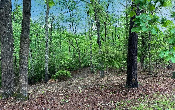 LOT 7 BRASSTOWN TRAILS, WARNE, NC 28909, photo 1 of 20