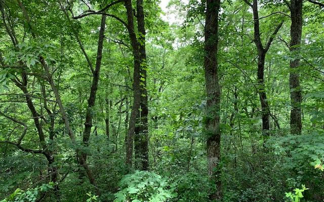 LOT 50 A EAGLES VIEW, HAYESVILLE, NC 28904, photo 1 of 24